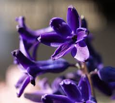 Garten Hyazinthe Bluete Dunkel Lila Hyacinthus Orientalis