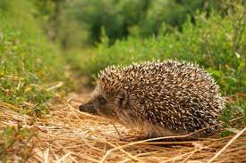 Top Ten Coolest Hibernating Animals Earth Rangers Wild Wire Blog Animals That Hibernate Hedgehog Habitat Hedgehog