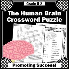 Human Brain Worksheet Teachers Pay Teachers