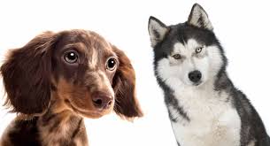 We did not find results for: Dachshund Husky Mix A Loving Companion But Know The Risks