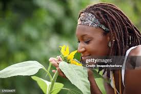 882 Black Woman Smelling Flowers Stock Photos, High-Res Pictures, and  Images