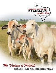 I've always been partial to brahman cattle. England Cattle Co Brahmans On The Rio Production Sale By England Cattle Co Issuu