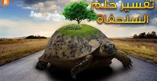 تفسير حلم السلحفاة في المنام animals turtle