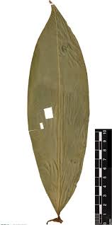 Image result for Aframomum polyanthum