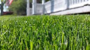 To begin understanding the difference between milorganite vs. Milorganite Vs Scotts Which Is Best For Your Lawn And Why Lawn Chick