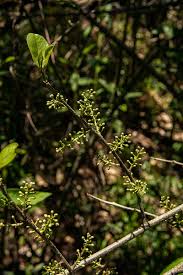 Image result for Embelia schimperi