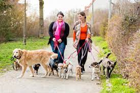 Browse animal care jobs and apply online. 22 Amazing Jobs With Animals That You Should Check Out Now