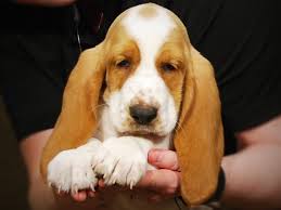 Our dogs are free of harmful drugs, synthetic chemicals, and. Basset Hound Puppies Petland Iowa City