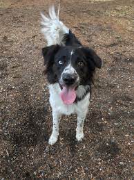 The border collie has an average chance of bad smell. Jenna Border Collie X Blue Heeler Aww