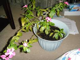 Image result for Catharanthus roseus