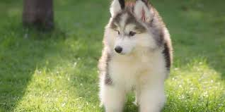 Forever husky (shelter #1121990) x. Miniature Siberian Husky Prices Breeders More