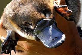How Is Climate Change Threatening The Platypus Australian Animals Australian Icons Platypus