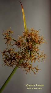 Image result for Cyperus haspan