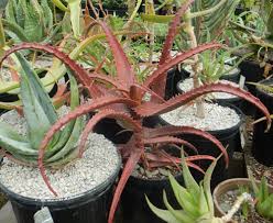 Image result for Aloe cameronii