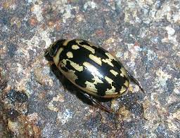 The great diving beetle, true to its name, is a rather large insect. Dytiscidae Simple English Wikipedia The Free Encyclopedia