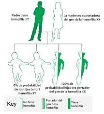 Representa 80% de los casos de hemofilia (1 cada 5.000 hombres), provocada por es posible que una mujer tenga hemofilia. Como Se Hereda La Hemofilia Hemofilia Ncbddd Cdc