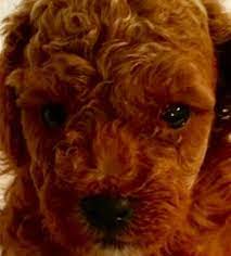 Screened to meet the highest standards. Texas Red Toy Poodles Home Facebook