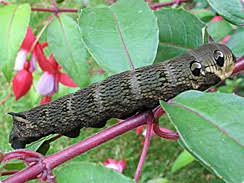 Caterpillar Foodplants Moths Count