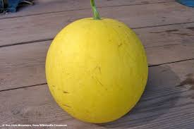 Unter gemüse, „das wie obst verwendet wird, fällt die melone wie auch rhabarber. Melonenarten Von A Z 12 Melonensorten Bestimmen Mit Bildern