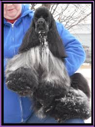 Parti American Cocker Spaniel Black And White A Beautiful Blue Roan Cocker Cockerpuppy Black Cocker Spaniel American Cocker Spaniel Spaniel Breeds