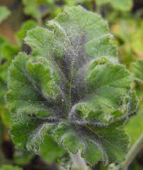 Image result for Pelargonium domesticum round-leaved bushy