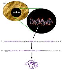 Browse 16 acronyms and abbreviations related to cdna. Cdna Production