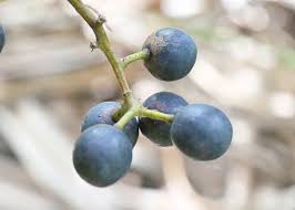 Image result for Ampelocissus