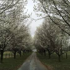 Buy cleveland select flowering pear trees online with delivery right to your doorstep. Cleveland Pear Tree Cleveland Pear Trees For Sale Plantingtree