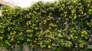 Image result for Tristellateia