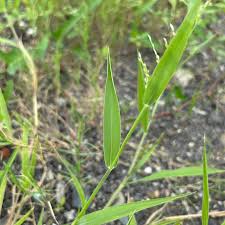Image result for Urochloa villosa