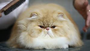 Fluffy plush cat bed house mat beds for cats pet products super soft warm long plush round cat dog beds houses for cats puppy. Trends For Marshmallow Fluffy Cat Images