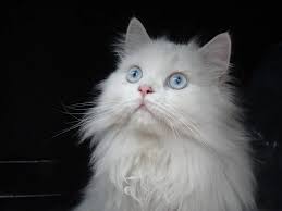 38 likes · 6 talking about this. 11 Blue Eyed Cat Breeds You Won T Be Able To Resist I Discerning Cat