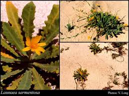 Image result for Launaea