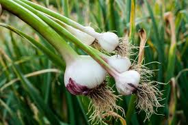 Earlier is certainly better than later. Am I Too Late To Grow Garlic Hgtv