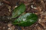 Image result for Inhambanella henriquesii