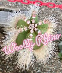 Image result for Scolopia stolzii