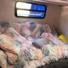 More than 103 fur bedding set at pleasant prices up to 36 usd fast and free worldwide shipping! Https Encrypted Tbn0 Gstatic Com Images Q Tbn And9gcr14yojnvvoivjgj2y26tvtvjajsanea1qebv Fyuw Usqp Cau