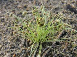 Image result for Lipocarpha micrantha