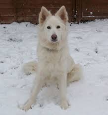 White Long Haired German Shepherd Google Search German Shepherd Puppies German Shepherd Funny German Shepherd Training