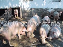 Gazdele purtătoare şi rezervoare ale acestui virus sunt reprezentate de. DouÄƒ Cazuri De PestÄƒ PorcinÄƒ AfricanÄƒ Confirmate In Comuna Giurgeni Focarul De InfecÅ£ie Il ProvoacÄƒ Si Il RÄƒspandesc Ei AcuzÄƒ Locuitorii