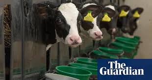 Reach Peak Meat By 2030 To Tackle Climate Crisis Say Scientists Livestock Animal Agriculture Animal Protein