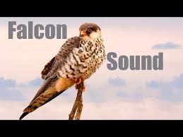 Falcon Sound Effect Youtube Sound Effects Sound Crying Sound
