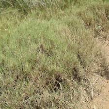 Image result for Paspalum vaginatum