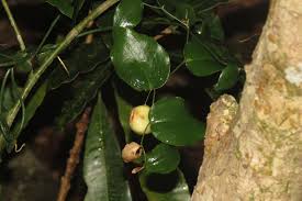 Image result for Behnia