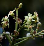 Image result for Trichilia quadrivalvis