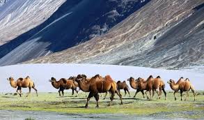 Camel saddles, the art of saddling a camel by doug baum. Nubra Camel Safari Ladakh Camel Safari Nubra Valley Camel Safari Camel Safari Booking Hunder Nubra Nubra Camel Safari Online Booking Bactrian Camels Safari Ladakh Bactrian Camel Safari Nubra Ladakh Camel Safari Online