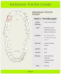 Meridian Tooth Chart Tooth Chart Teeth Teeth Health