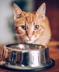 What Can My Cat Not Eat Homemade Cat Food Cat Food Wet Cat Food