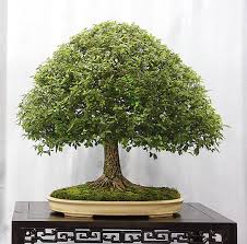 I make my first styling decisions to create a natural looking ulmus parvifolia miniature. Pin On Bonsai Penjing
