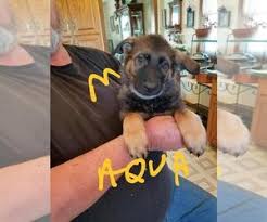 United kennel club (ukc) is an international dog registry celebrating bonds, rewarding ability, and preserving the value of a pedigree. View Ad German Shepherd Dog Litter Of Puppies For Sale Near Wisconsin Reedsburg Usa Adn 127672